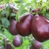 نهالستان و نهال های پیوندی و خوشه ای