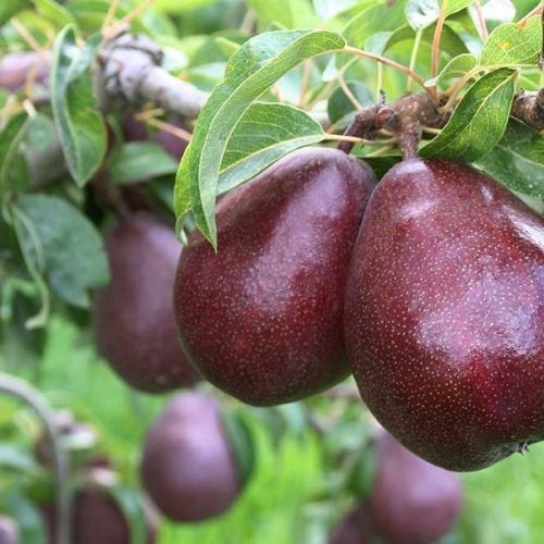 نهالستان و نهال های پیوندی و خوشه ای