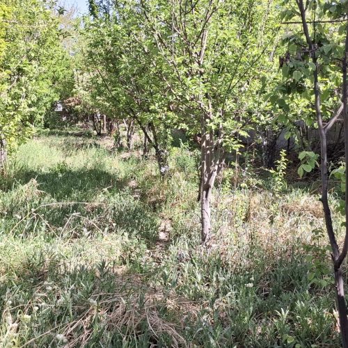 فروش باغ در بهترین لوکیشن اشترجان