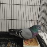 کبوترنر سبز پرشی