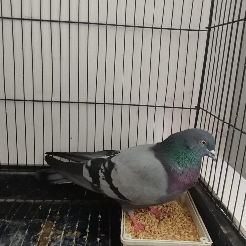 کبوترنر سبز پرشی