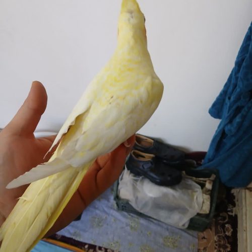 عروس هلندی خونگی زیر قیمت