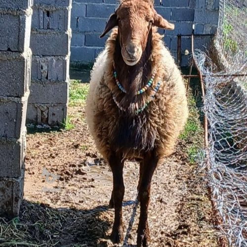فروش گوسفند نر تخمی