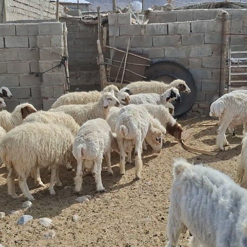 فروش تعدادی میس بره دار و بز 🐐