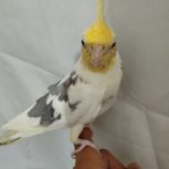 فروش دو عدد عروس هلندی