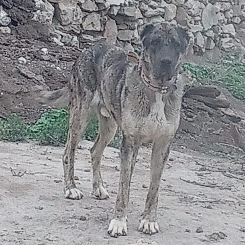 سگ نگهبان و گله