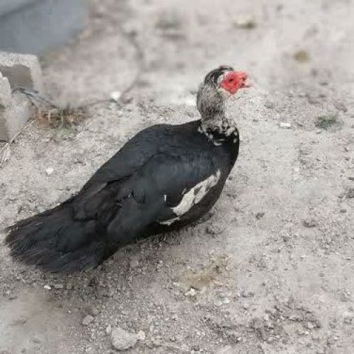 اردک نر خارجی