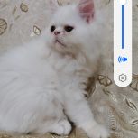 گربه پرشین