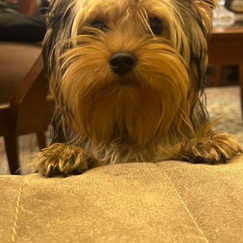 اصلاح موی سگ با جدیدترن مدلها با تخفیف ویژه حتی در محل