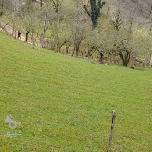 زمینی 2000 متر در تالش ـ خطبه سرا انبوه مشایخ شوکیز