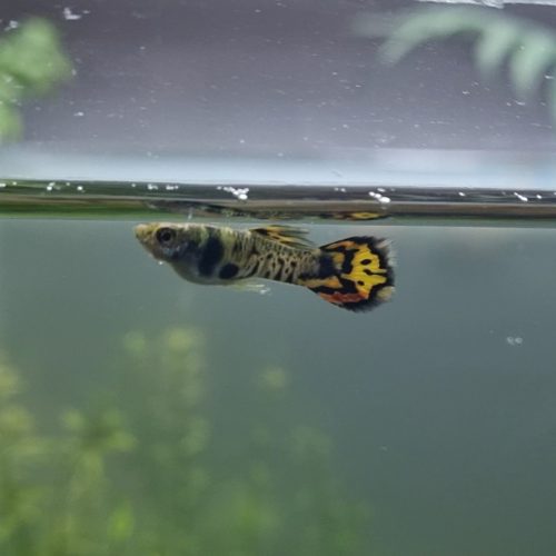 ماهی گوپی کبرا