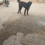 لاس قدرجونی