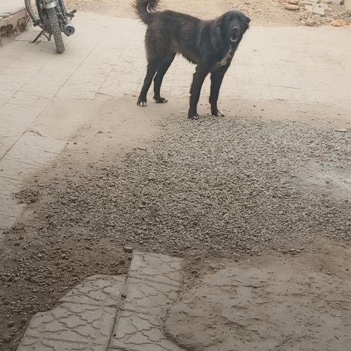 لاس قدرجونی