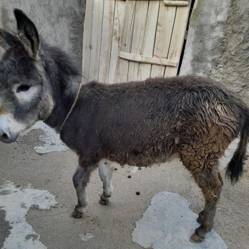 کره الاغ ماده