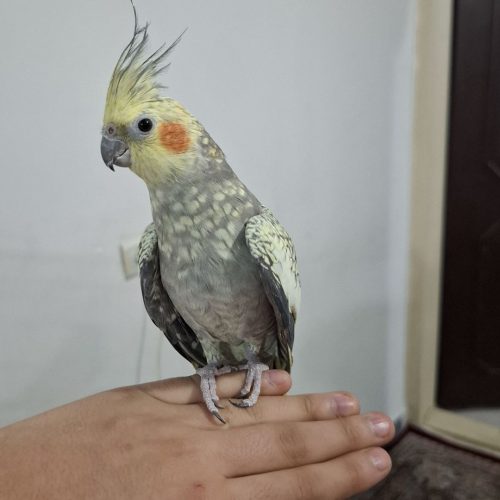 عروس هلندی ماده