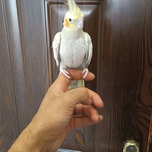 عروس هلندی ماده