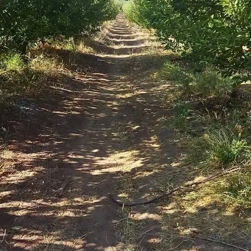 فروش باغ سیب مراغه روستای ملاقاسم