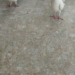 کفتر طوقی دمدار