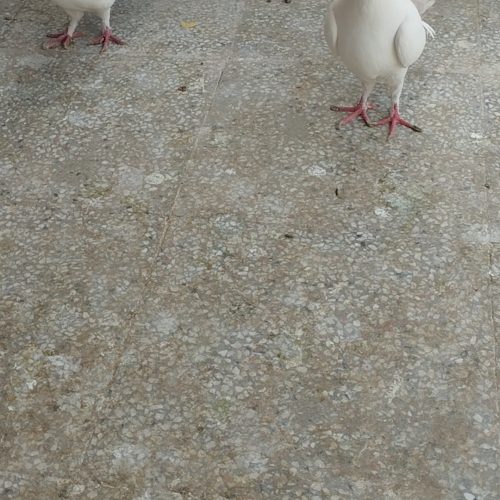 کفتر طوقی دمدار