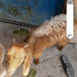 فروش کهره ماده