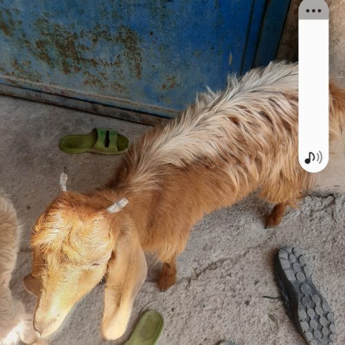 فروش کهره ماده