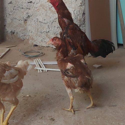 مرغ و خروس لاری