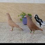 نروماده زردسرخ