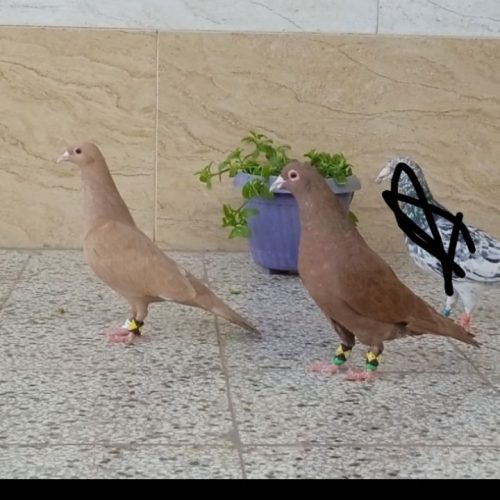 نروماده زردسرخ