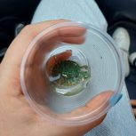 فروش یک عدد لاک پشت آبی