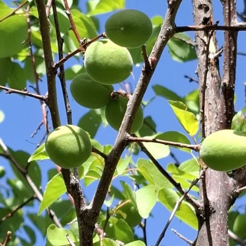 فروش باغ در بهترین لوکیشن اشترجان