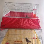 قناری رسمی سوخته شلاقی و پاجفتی