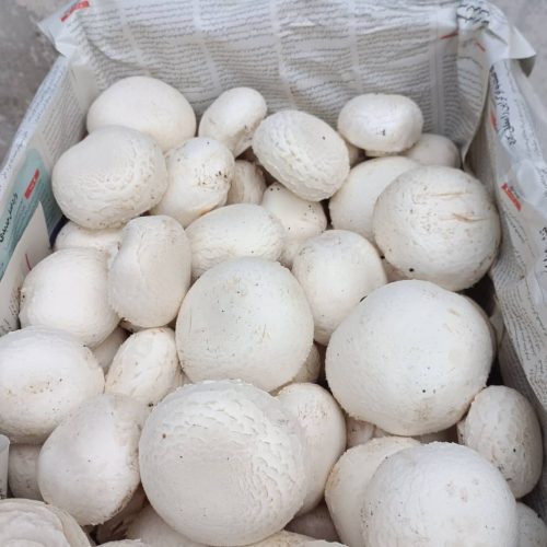 قارچ دکمه ای