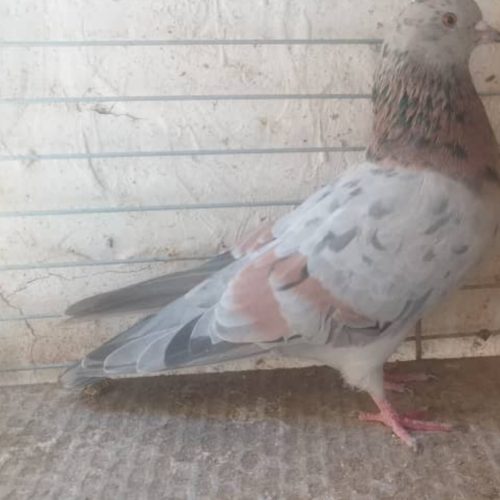 کبوتر زرد وسرور بشرط پرش سنگین