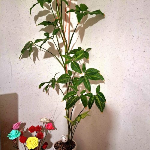 گل سینگونیم اپارتمانی