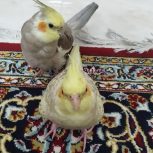 دو عدد عروس هلندی نر و ماده برای فروش فوری