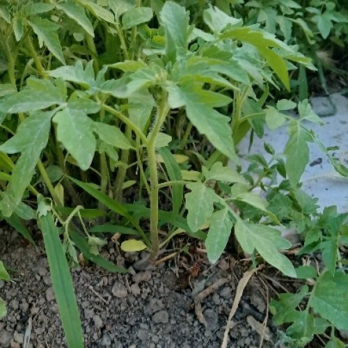 نشا گوجه درشت و سالم وسرحال