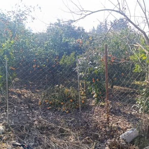 فروش فوری زمین داخل بافت