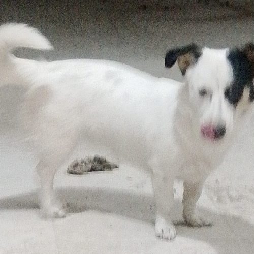 یک سگی فروشی خستش