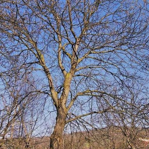 خرید انواع ضایعات و خرید درخت خشکیده