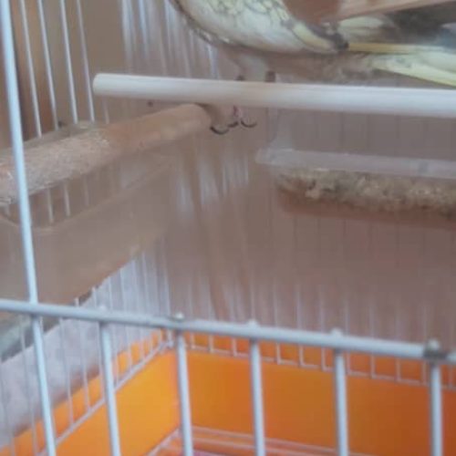 عروس هلندی ماده