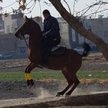 اسب مادیان ترکی