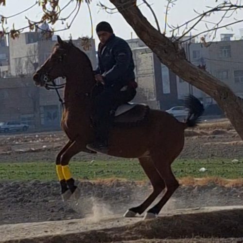 اسب مادیان ترکی