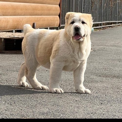 توله آلابای روسی نسل قهرمان