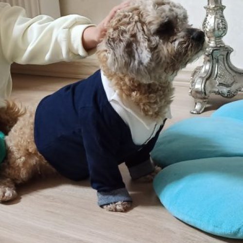 سگ خانگی پودل