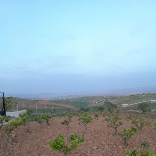 باغ انگور عالی در جاده قدیم