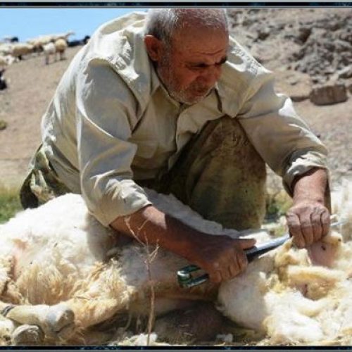 پشم چینی گوسفند