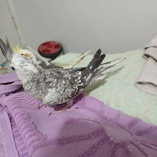 عروس هلندی خونگی زیر قیمت