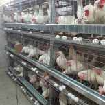 فروش قفسه مرغ تخم گذار همراه با آب خوری و سالم