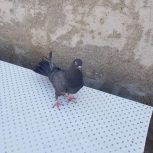 یک عدد سیاه پر پر تار گرفتم امروز