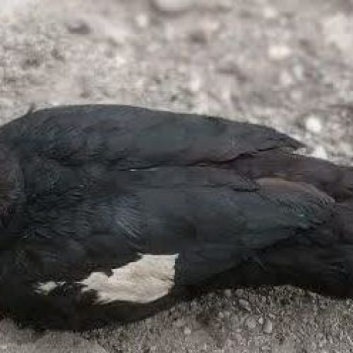 اردک نر خارجی